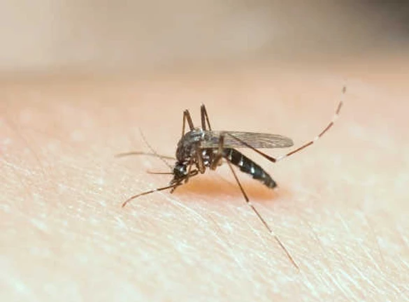 Аллергия на укус комаров