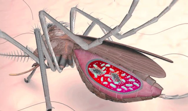 Малярия комар