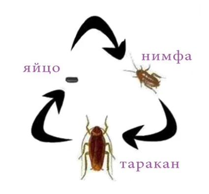 Цикл жизни тараканов