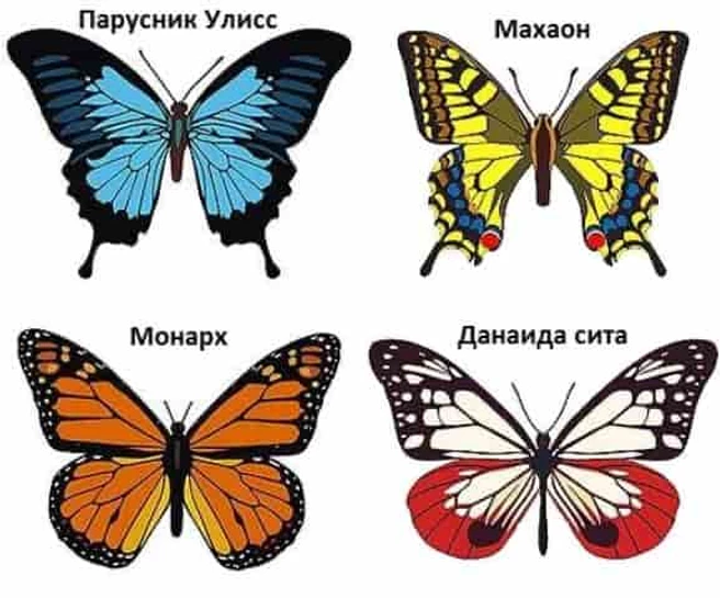 Виды бабочек