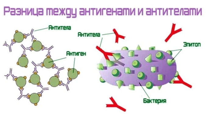 антигены