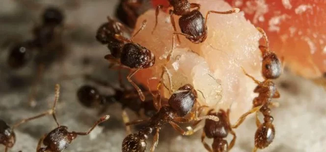 муравьи в доме