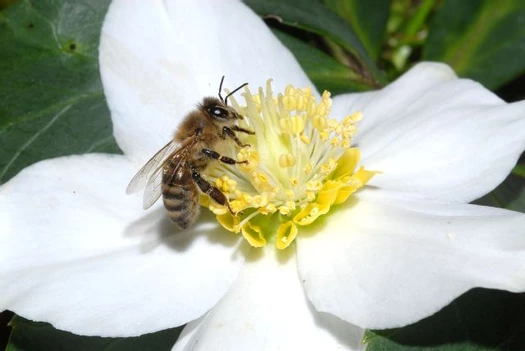 пчела опылитель на цветке