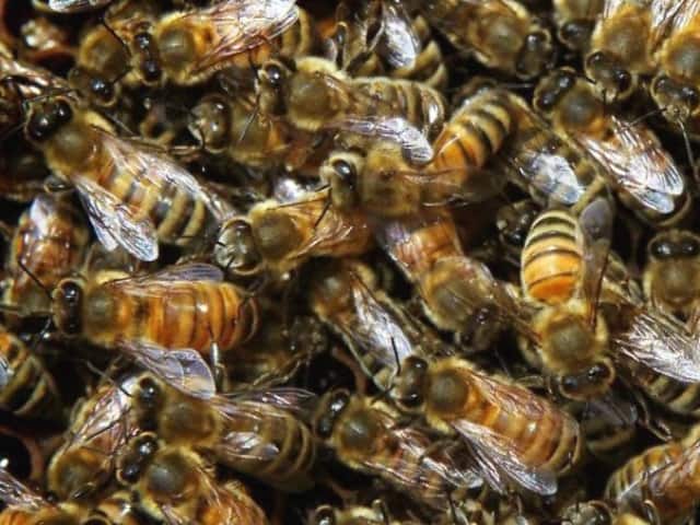 пчелы убийцы