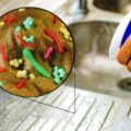 бактерии на кухне