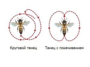 танец пчелы