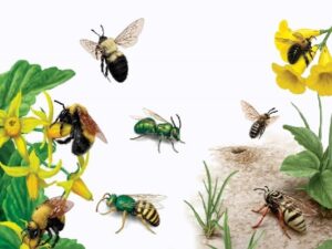 пчелиные насекомые опылители