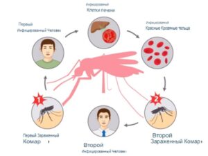 распространение малярии