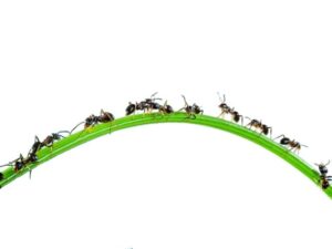 передвижение муравьев