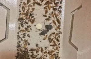 Ловушка от тараканов