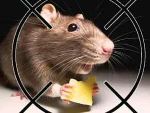 дератизация крыс