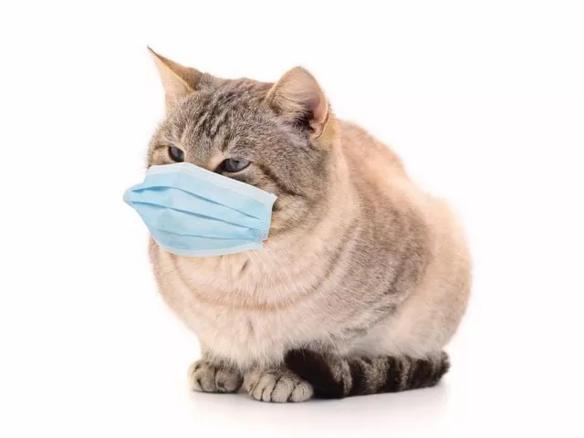 болезни кошек