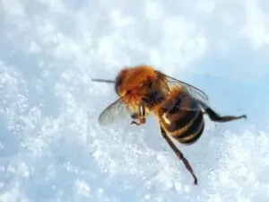 холод пчела