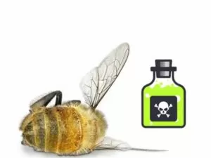отравление у пчел