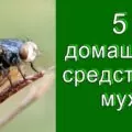 5 домашних средств от мух