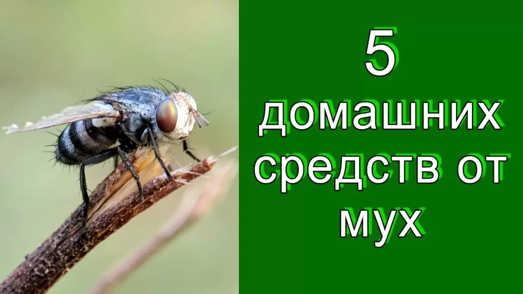 5 домашних средств от мух