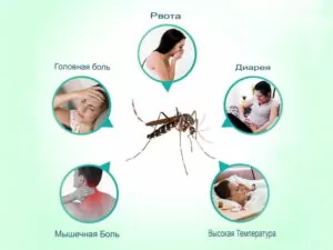 симптомы малярии