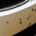 убрать насекомых с кузова