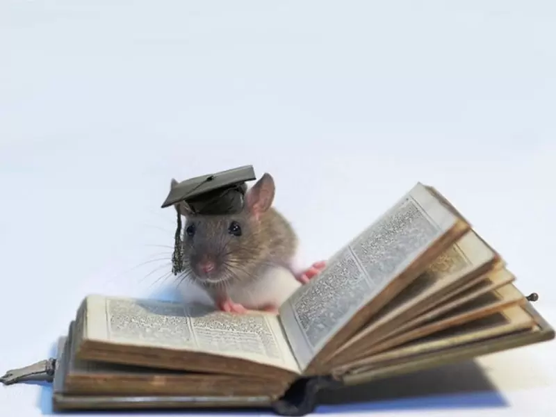 крысы умны